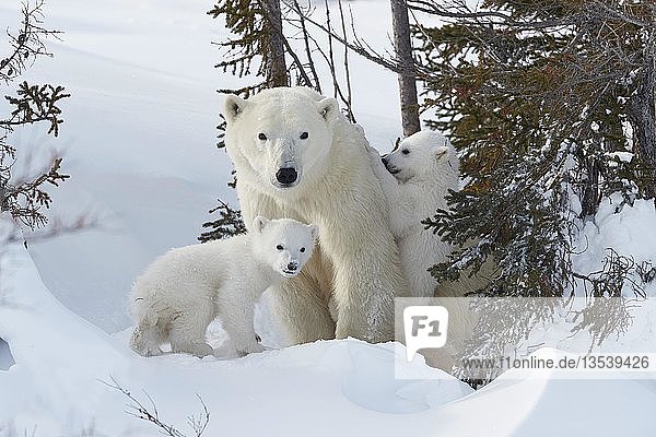 Eisbären (Ursus maritimus),  Muttertier mit zwei Neugeborenen in einer Schneehöhle,  Wapusk National Park,  Manitoba,  Kanada,  Nordamerika