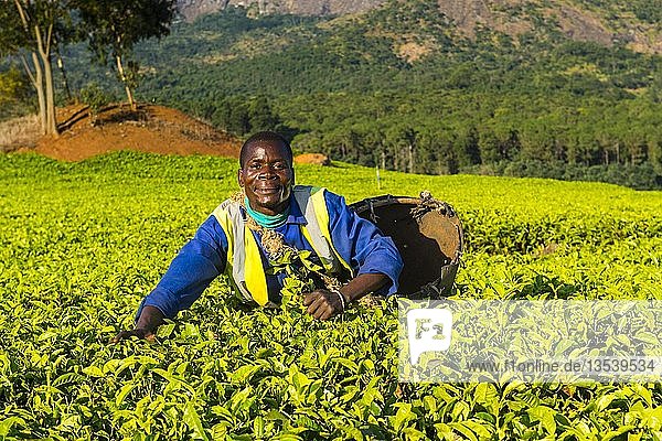 Teepflückerin auf einer Teeplantage am Berg Mulanje  Malawi  Afrika