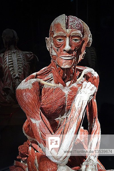 Plastinat  menschlicher Körper  Mann sitzend  Körperwelten  Menschen Museum  Berlin  Deutschland  Europa