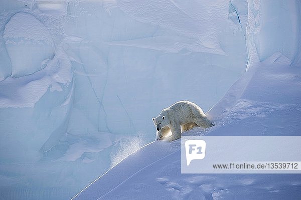 Eisbär (Ursus maritimus) rutscht den Rand eines Eisbergs hinunter  Unorganized Baffin  Baffin Island  Nunavut  Kanada  Nordamerika