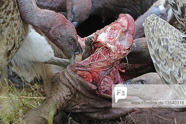 Rueppell's vultures (Gyps rueppellii) feeding on carrion  Maasai Mara National Reserve  Kenya  East Africa  Africa