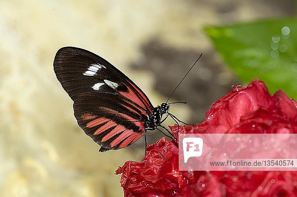 Butterfly  Helioconius melpomene