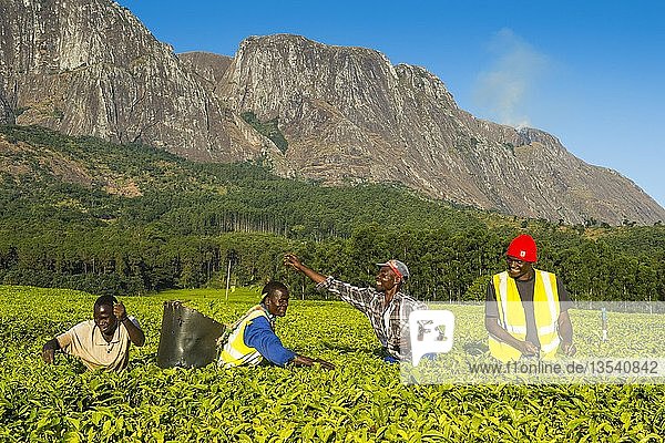Tea pickers on a tea estate on Mount Mulanje  Malawi  Africa
