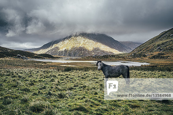 Wildpferd in ruhiger  abgelegener Landschaft  Snowdonia NP  Großbritannien