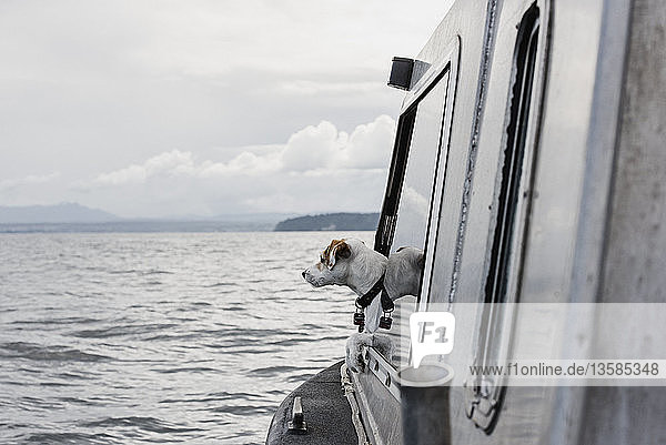 Cute dog looking out boat window onto river  Campbell River  British Columbia  Canada