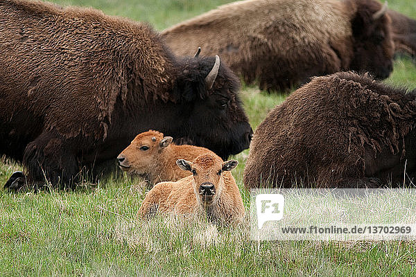 Amerika,Amerikanischer Bison,Artiodactyla,Bison,Bison bison athabascae,Bovidae