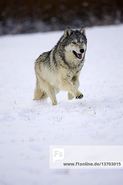 Canis lupus,Canis lupus pambasileus,flüssig,Gefangenschaft,Grauwolf,Jahreszeit
