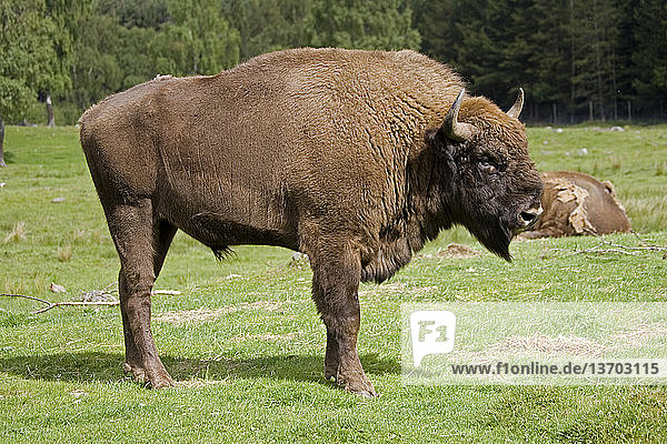 Amerikanischer Bison,Artiodactyla,Bison,Bison bison athabascae,Bison bonasus,Bovidae