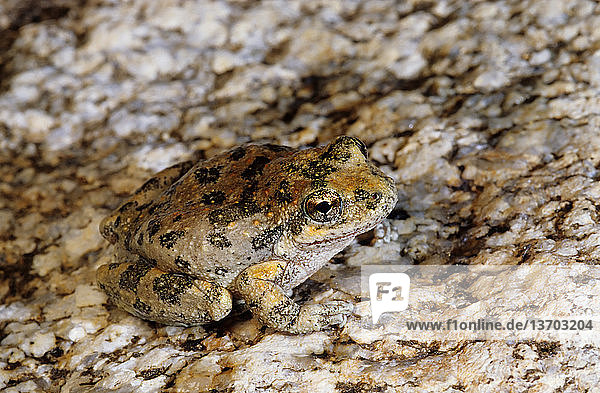 California Treefrog (Pseudacris cadaverina),  a small treefrog with webbing and expanded pads on the toes. Endemic to California and northern Baja California. Ranges along the southwest coast region from San Luis Obispo County south into northern Baja California. It ranges from the coast,  east to the western edge of the Mojave and Colorado deserts.