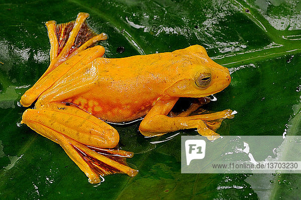 Amphibie,Asien,Farbe,Frosch,gelb,Hyla arborea