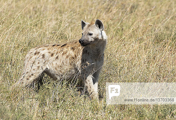 Spotted Hyena,  Crocuta crocuta,  in Serengeti National Park,  Tanzania