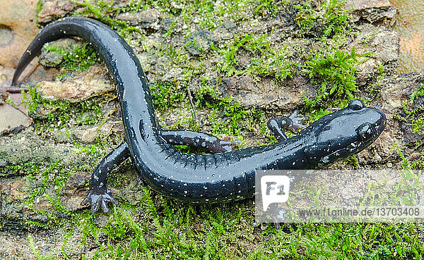 Slimy Salamander (Plethodon glutinosus); Great Dismal Swamp,  VA,  in October.