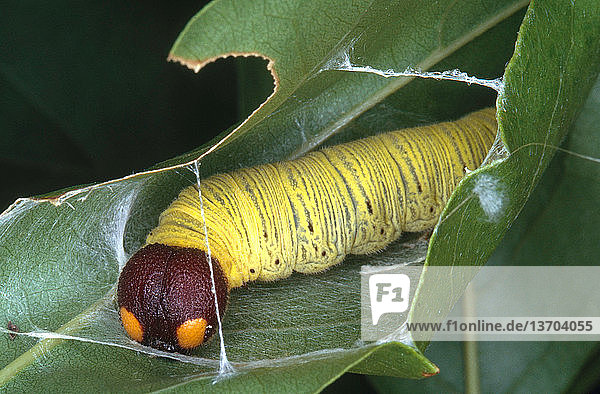 Dickkopffalter,Gliederfüßer,Hesperiidae,Insekt,Larve,Raupe