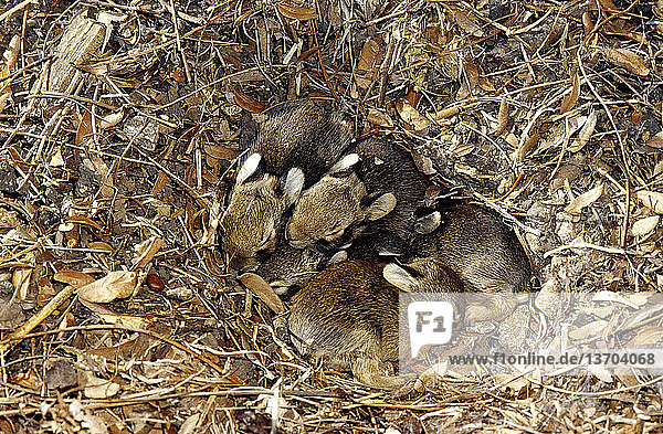 Eastern Cottontail (Sylvilagus floridanus) young in nest,  Lawrence,  Kansas.