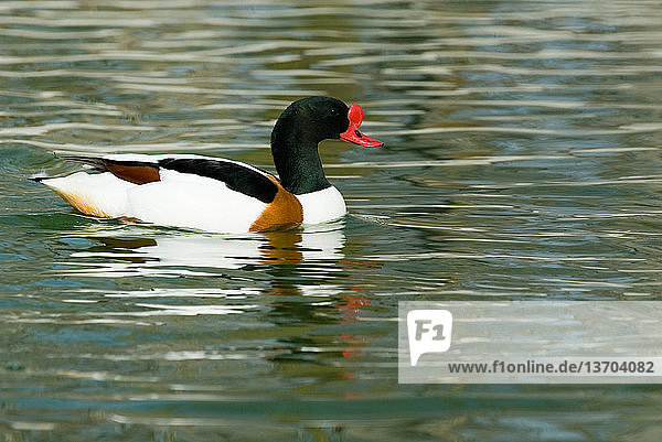 Male Common Shelduck (Tadorna tadorna). This individual was photographed in Scotland Neck,  NC. The species is however native to Eurasia and northern Africa.