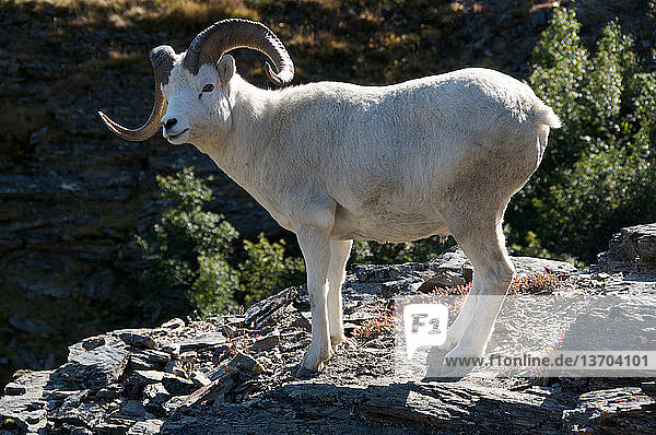 Alaska,Amerika,Artiodactyla,Berg,Bovidae,Dallschaf