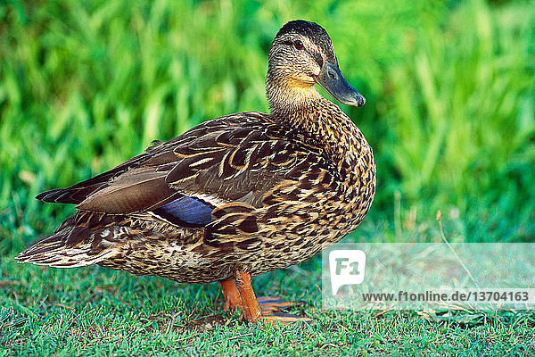 Anas platyrhynchos,Charadriiformes,Ente,Feuchtgebiet,Flachland,Hühnervogel