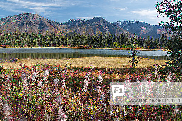 Fireweed (Epilobium angustifolium) seeding. Alaska Range Mountains at Colorado Lakes off the Parks Highway,  Alaska.