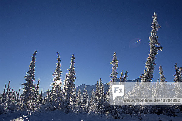 Frost- and snow-covered northern landscape,  boreal forest near Watson River,  Corwin Valley in the Boundary Mountain Range. Yukon Territory,  Canada.