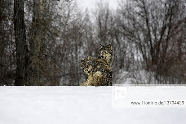 Canis lupus,Canis lupus pambasileus,flüssig,Form,Gefangenschaft,Grauwolf