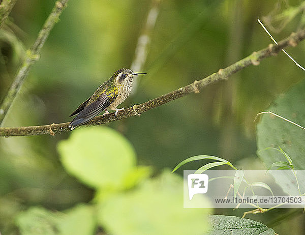 Amerika,Apodiformes,Ecuador,Kolibri,Natur,Seglervogel