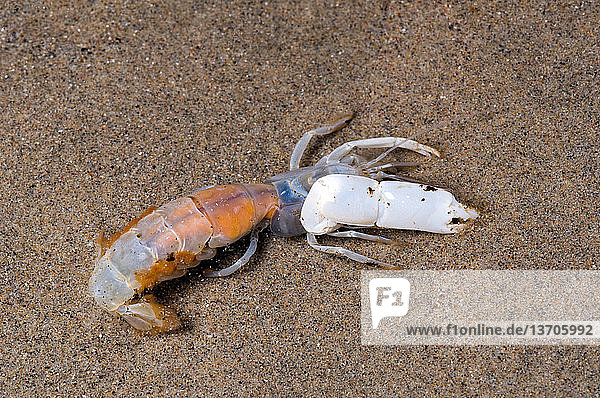 Bay Ghost Shrimp (Neotrypaea californiensis) are found in the intertidal zone from southeast Alaska to Baja California,  Mexico. They make burrows up to 30 inches deep in sand. At least nine different tenant species are known to live in the burrows while the owner is present.