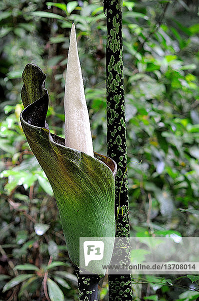 Asien,aufmachen,Bildsequenz,Blume,Borneo,Botanik