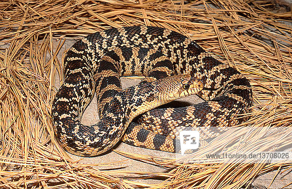 Louisiana pine snake (Pituophis ruthveni) in Bienville Parish,  Louisiana.