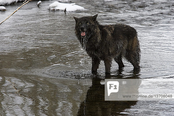Canis lupus,Canis lupus pambasileus,flüssig,Gefangenschaft,Grauwolf,Jahreszeit