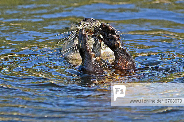 Fischotter,Lontra canadensis,Lutra lutra,Lutrinae,Marder,Nordamerikanische