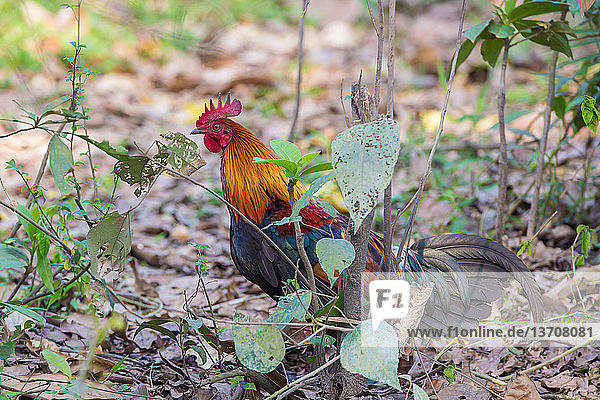 Asien,Assam,Gallus gallus domesticus,Hahn,Huhn,Hühnervogel