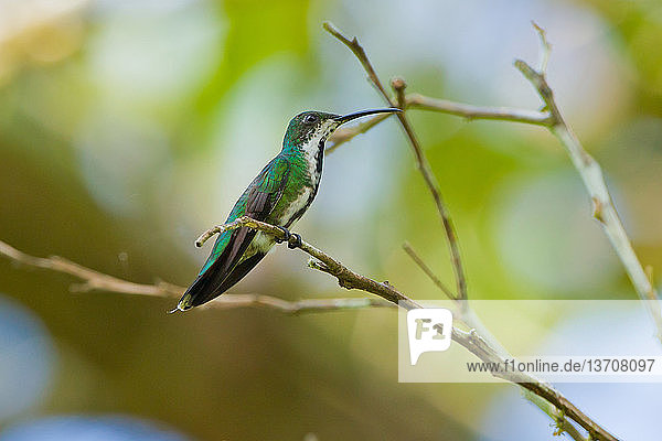 Amerika,Apodiformes,Costa Rica,Farbe,grün,Kolibri