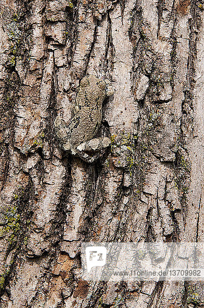 Eastern Gray Tree Frog (Hyla versicolor) is the chameleon of the frog world. It is sometimes referred to as the Eastern Gray Treefrog or Common Gray Treefrog or Tetraploid Gray Treefrog. Seen on oak bark. Gray Tree Frogs inhabit a wide range,  and can be found in most of the eastern half of the United States,  as far west as central Texas. They also range into Canada in the provinces of Ontario and Manitoba,  with an isolated population in New Brunswick.