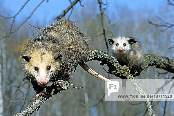 Opossum (Didelphis virginiana) and her young on a tree limb. The opossum is the only marsupial in North America. Controlled conditions,  Minnesota.