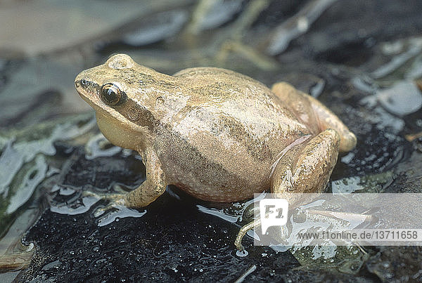 Western chorus frog (Pseudacris triseriata) in Ohio.