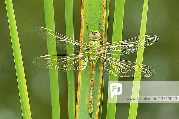 Aeshnidae,Edellibelle,Gliederfüßer,Insekt,Libelle,Tier