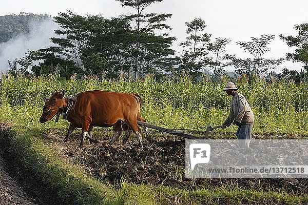 Farmer ploughing his field  Indonesia