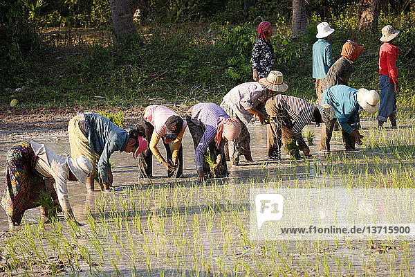 Landwirte pflanzen Reis in Kambodscha