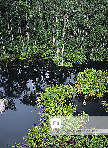 Torfsumpfwald  Tanjung-Puting-Nationalpark  Kalimantan  Indonesisch-Borneo