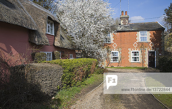 Schlehdornblüte und hübsche Landhäuser  Grundisburgh  Suffolk  England