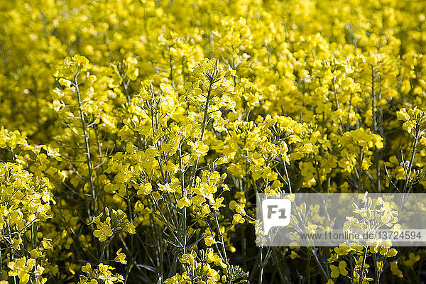 Gelbe Blüten von Ölraps auf einem Feld  Suffolk  England