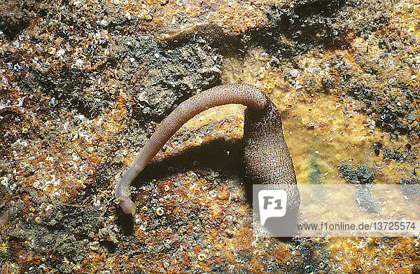 Erdnusswurm (Phascolosoma annulatum)  unter einem Felsen mit ausgestreckter Innenseite. Bei Bedrohung kann er seinen Körper in eine erdnussähnliche Form zurückziehen. Känguru-Insel  Südaustralien
