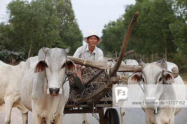 Farmer riding a bullock cart  Cambodia.