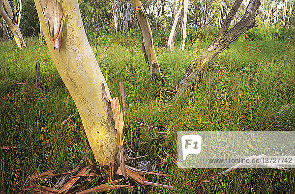 Wald-Eukalyptusbäume und Seggen in einem Sumpfmoos-Feuchtgebiet  Überschwemmungsgebiet des Dawson River  Zentral-Queensland  Australien