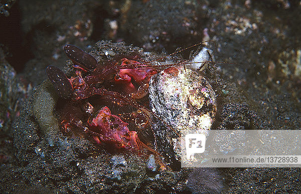 Eine Gottesanbeterin (Lysiosquilla sp.)  die einen Stein aus ihrer Höhle holt. Ihre kräftigen Krallen  mit denen sie ihre Beute aufspießt  betäubt oder zerstückelt  können ihr schmerzhafte Wunden zufügen. Tulamben  Bali  Indonesien