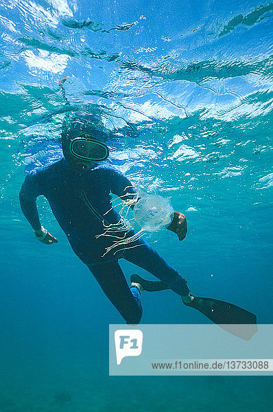 Box jellyfish and swimmer in protective wetsuit  North Queensland  Australia