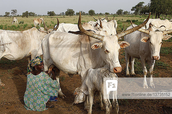 Ein Bauer aus Peul melkt eine Kuh