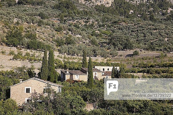 Häuser und Orangenhaine in der Sierra tramontana  Mallorca.