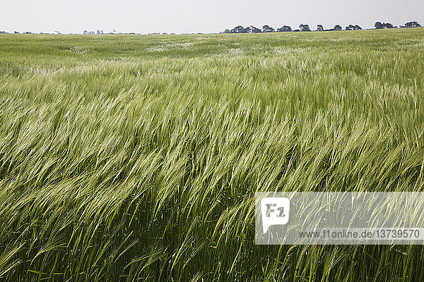Junge grüne Gerste auf einem vom Wind verwehten Feld  Suffolk  England