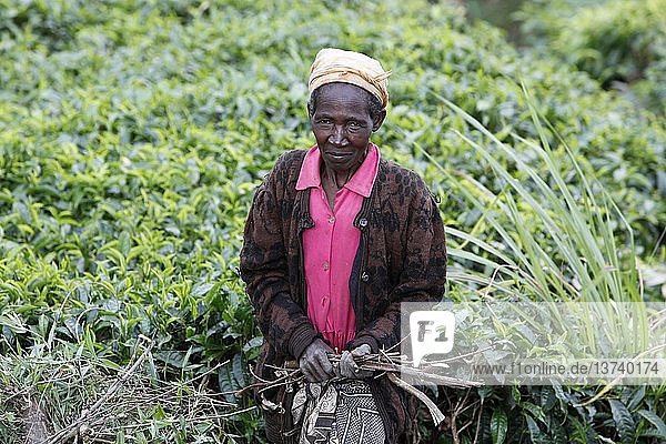 Frau beim Holen von Feuerholz  Embu  Kenia.